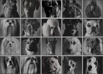 Animals